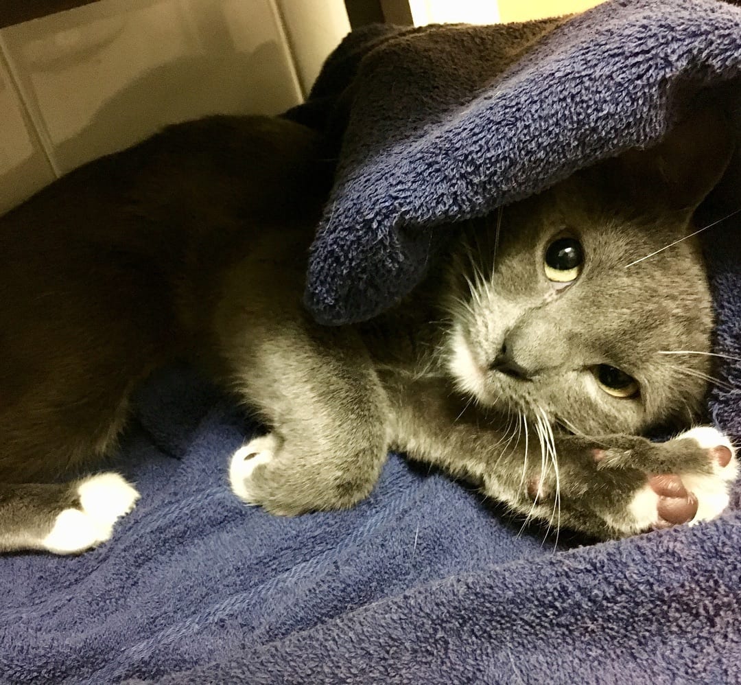Who doesn’t love a warm towel? #catstagram #cats_of_instagram #kitten #catlove #instacat #cutecat…
